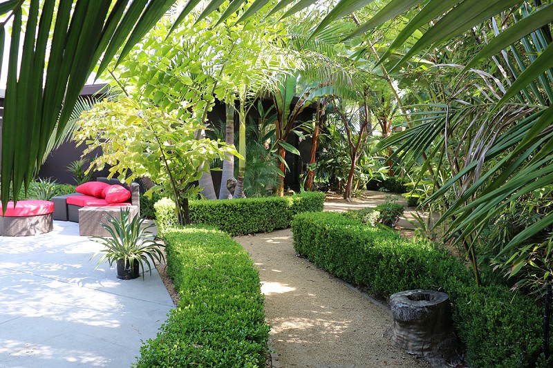 Backyard with hedge and ferns.